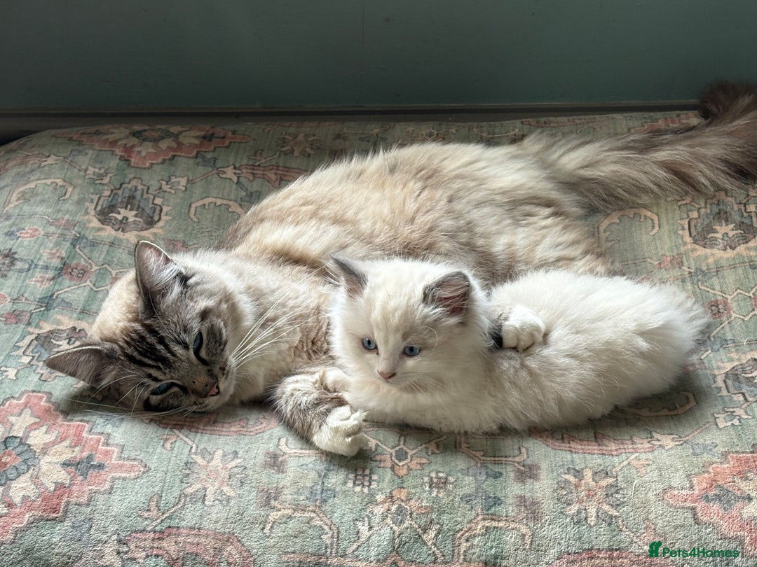 Ragdoll cats for sale: 5 Beautiful Ragdoll Kittens  - Image 7