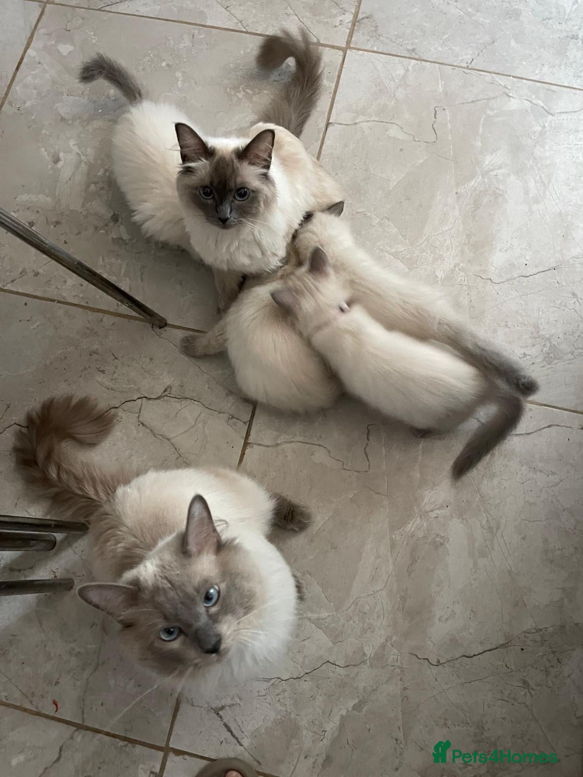 Ragdoll cats  Ragdoll Kittens - Vaccinated READY TO GO NOW - Advert 2
