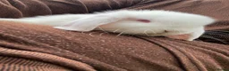 Mini Lop rabbits for sale: mini lop babies  - Advert 14