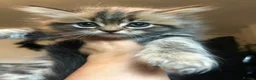 Perdoll cats for sale: READY NOW Persian Kitty’s for sale 🩶 - Advert 8