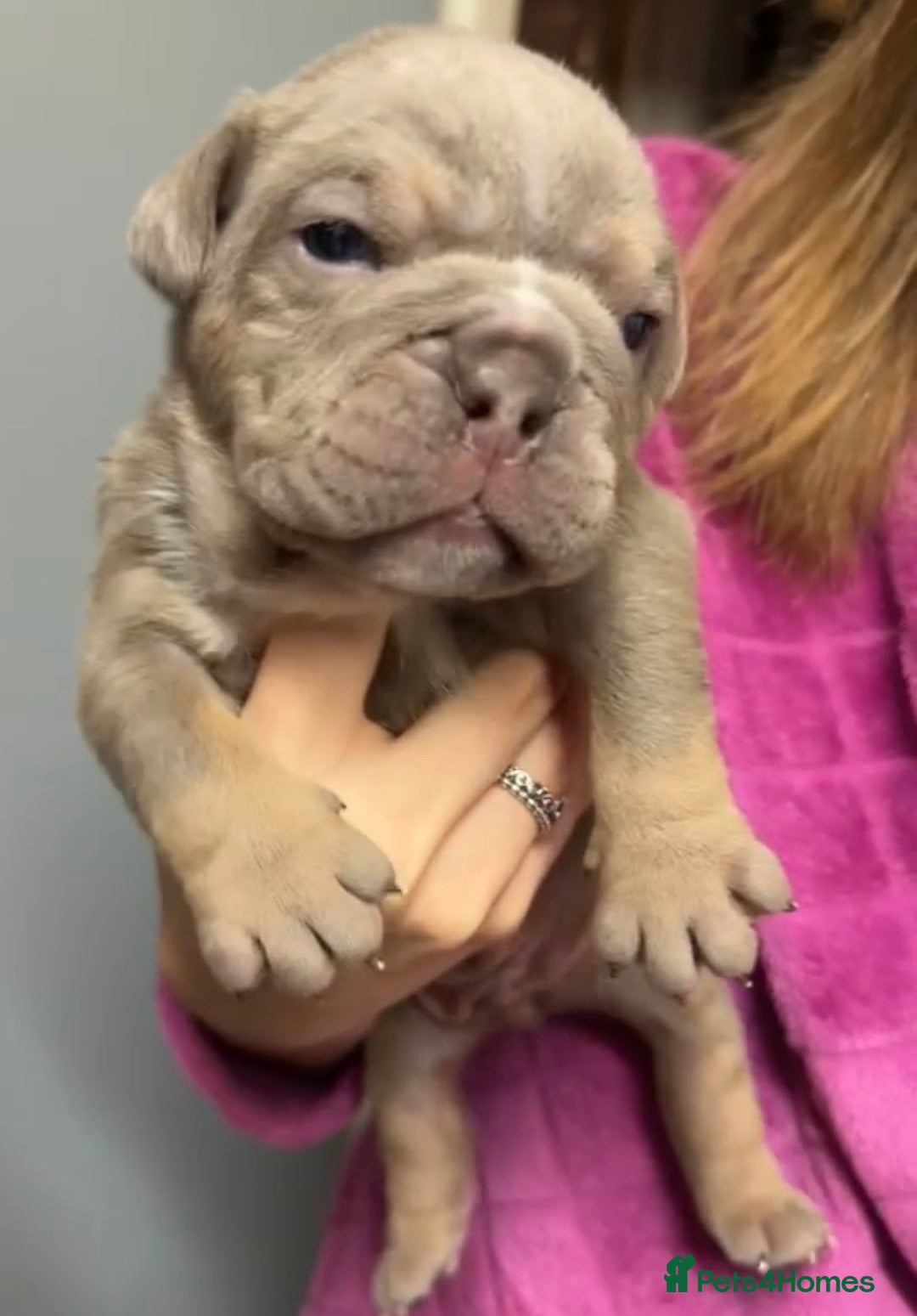 English Bulldog dogs for sale: Lilac tri english bulldogs  - Advert 4