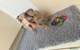 English Bulldog dogs for sale: One gorgeous female left 🐶  in Billericay - Image 8