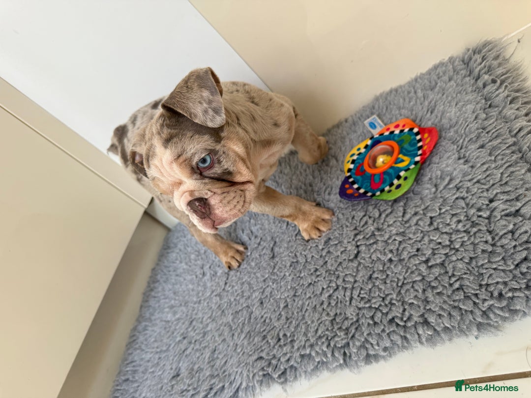 English Bulldog dogs for sale: One gorgeous female left 🐶  in Billericay - Image 8