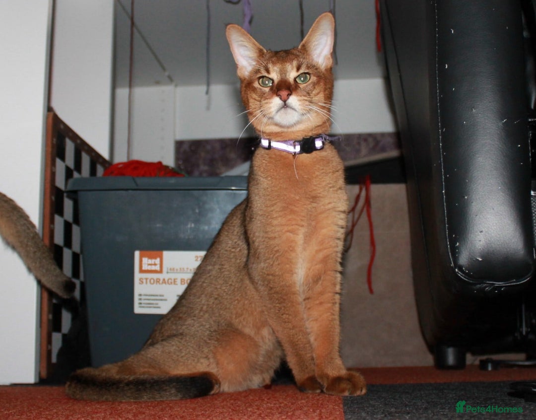 Chausie cats for sale: Three Stunning Chausie Kittens – Royal Chausie Cat - Image 5