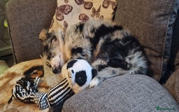 Border Collie dogs for stud: TRI BLUE MERLE BORDER COLLIE PROVEN STUD  - Image 17