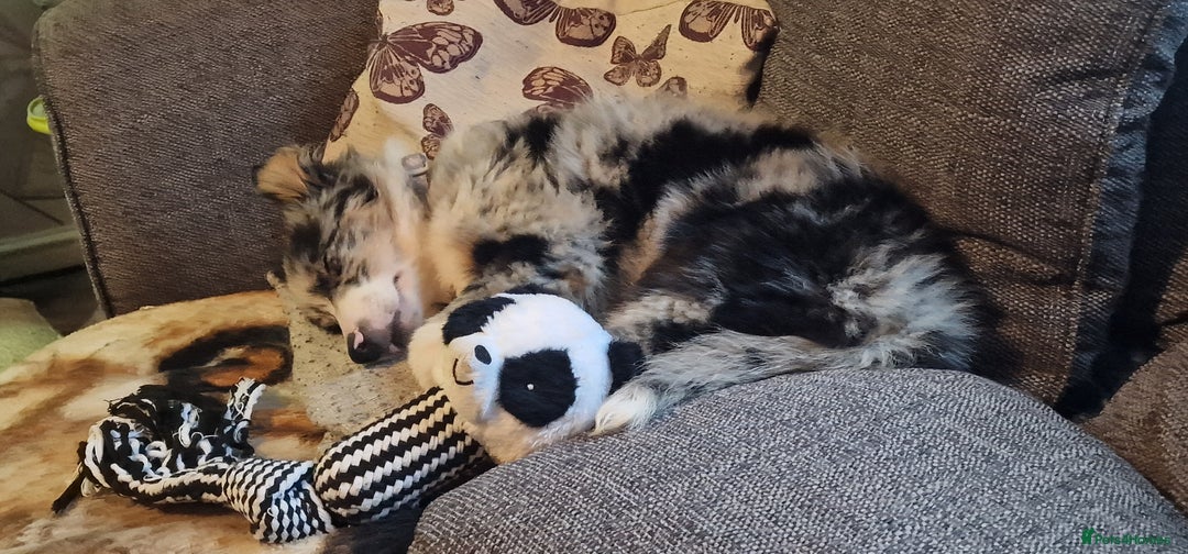 Border Collie dogs for stud: TRI BLUE MERLE BORDER COLLIE PROVEN STUD  - Image 17