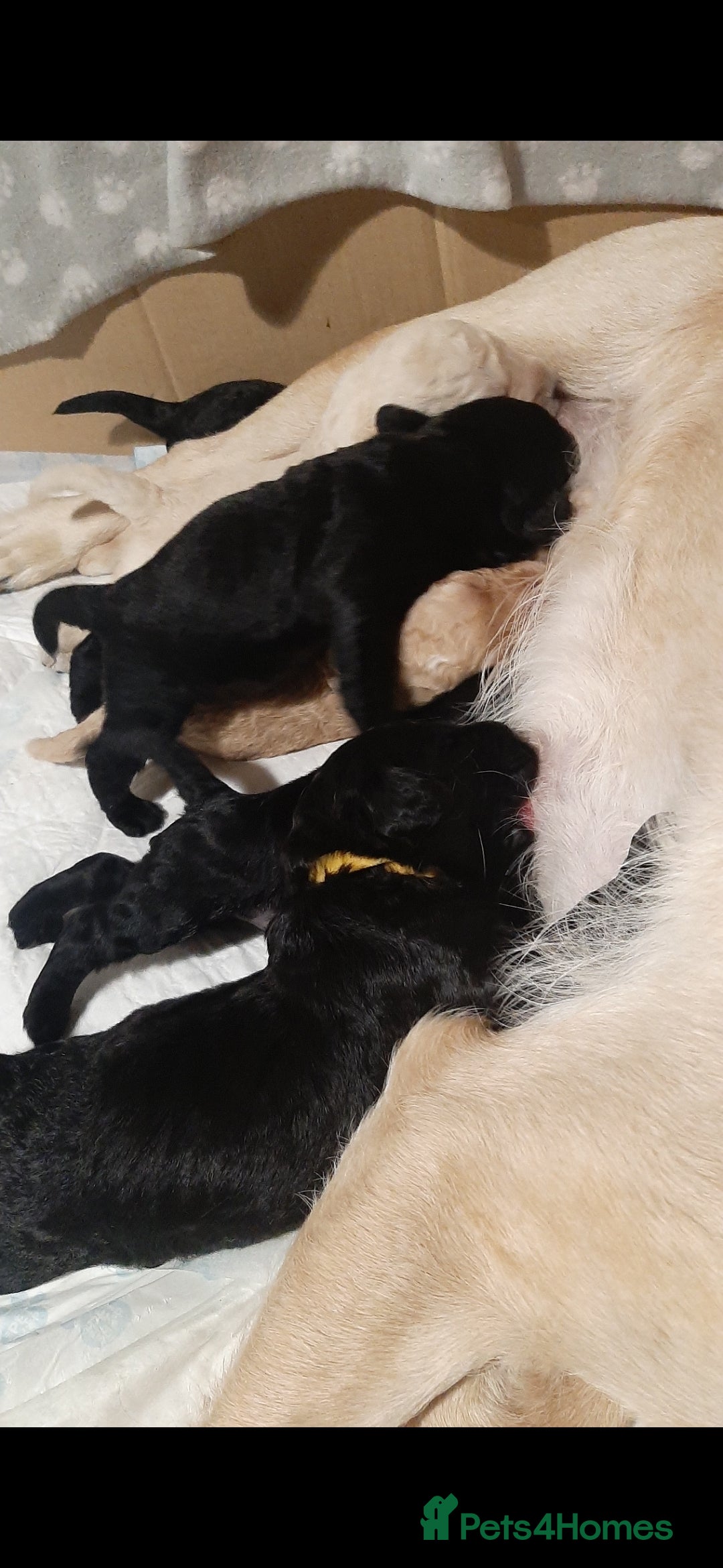 Labradoodle dogs for sale: Labradoodle double doodle pups ready 9th November  - Image 1