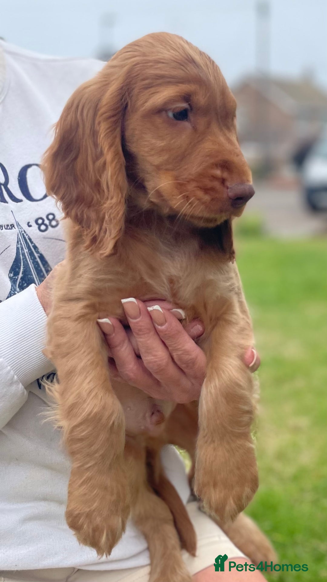 Cocker Spaniel dogs for sale: 1 Simply gorgeous Male Cocker Spaniel left 🐶⭐️🐶 - Image 13