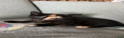 Domestic Shorthair cats for sale: Gorgeous girls  - Advert 9