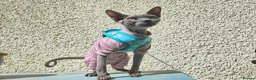 Sphynx cats for sale: Female Sphynx looking for loving home in Tonbridge - Advert 11