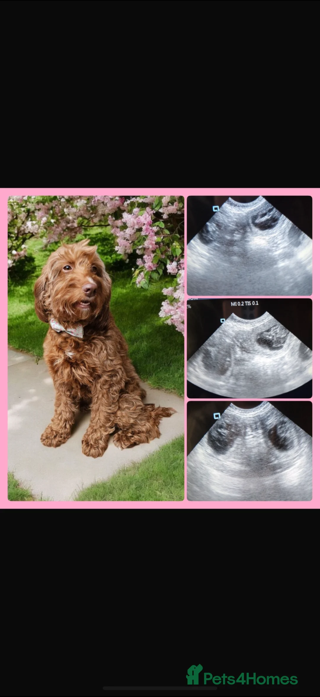 Australian Labradoodle dogs for sale: Outstanding 5 🌟🌟 Australian labradoodle litter  - Advert 1