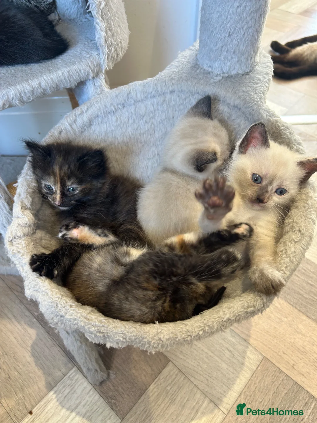 Siamese cats for sale: Siamese  - Advert 8