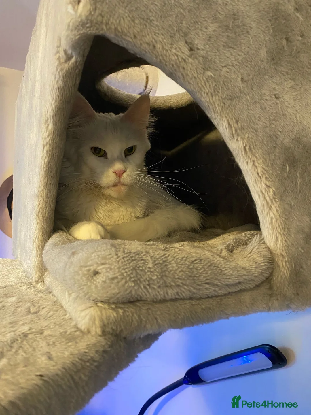 Maine Coon cats for sale: ✨ Stunning White Maine Coon Boy – 10 Months ✨ - Advert 1