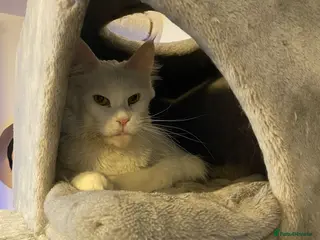 Maine Coon cats ✨ Stunning White Maine Coon Boy – 10 Months ✨ - Advert 7