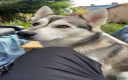Siberian Husky dogs for stud: Spade a Siberian Husky  - Image 3