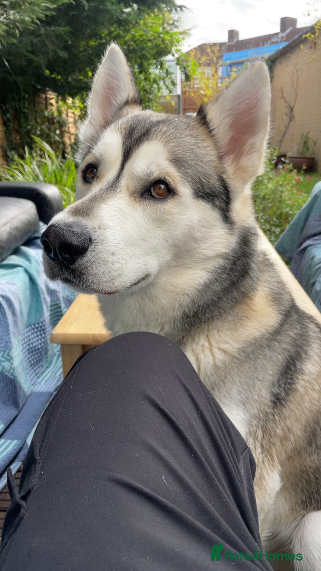 Siberian Husky dogs for stud: Spade a Siberian Husky  - Image 3