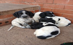 Cocker Spaniel dogs for sale: working type Cocker spaniel puppies available  - Image 2