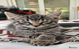 Mixed Breed cats for sale: Beautiful friendly kittens for sale - Image 7