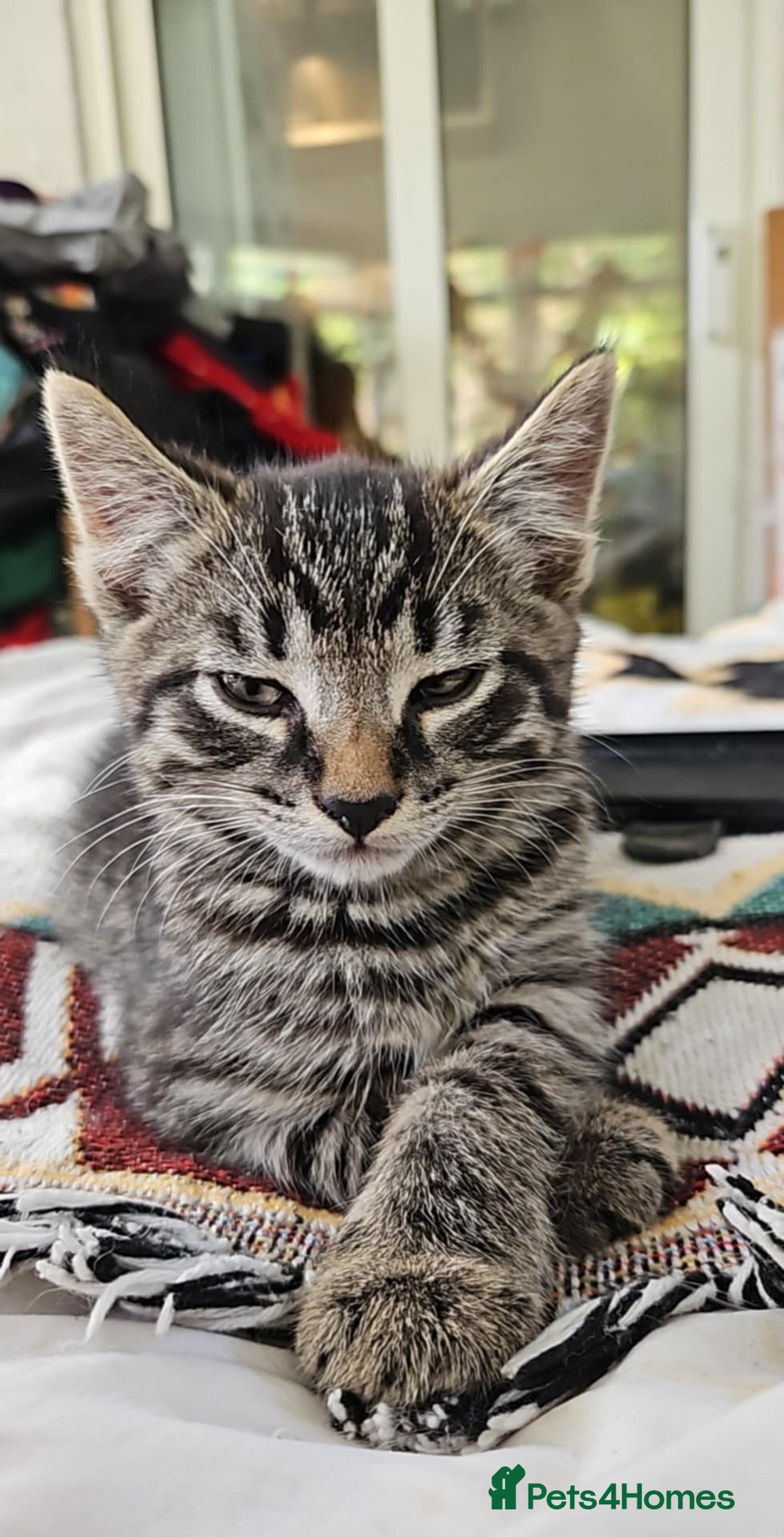 Mixed Breed cats for sale: Beautiful friendly kittens for sale - Image 7