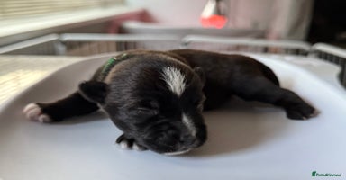 Mixed Breed dogs - Advert 11