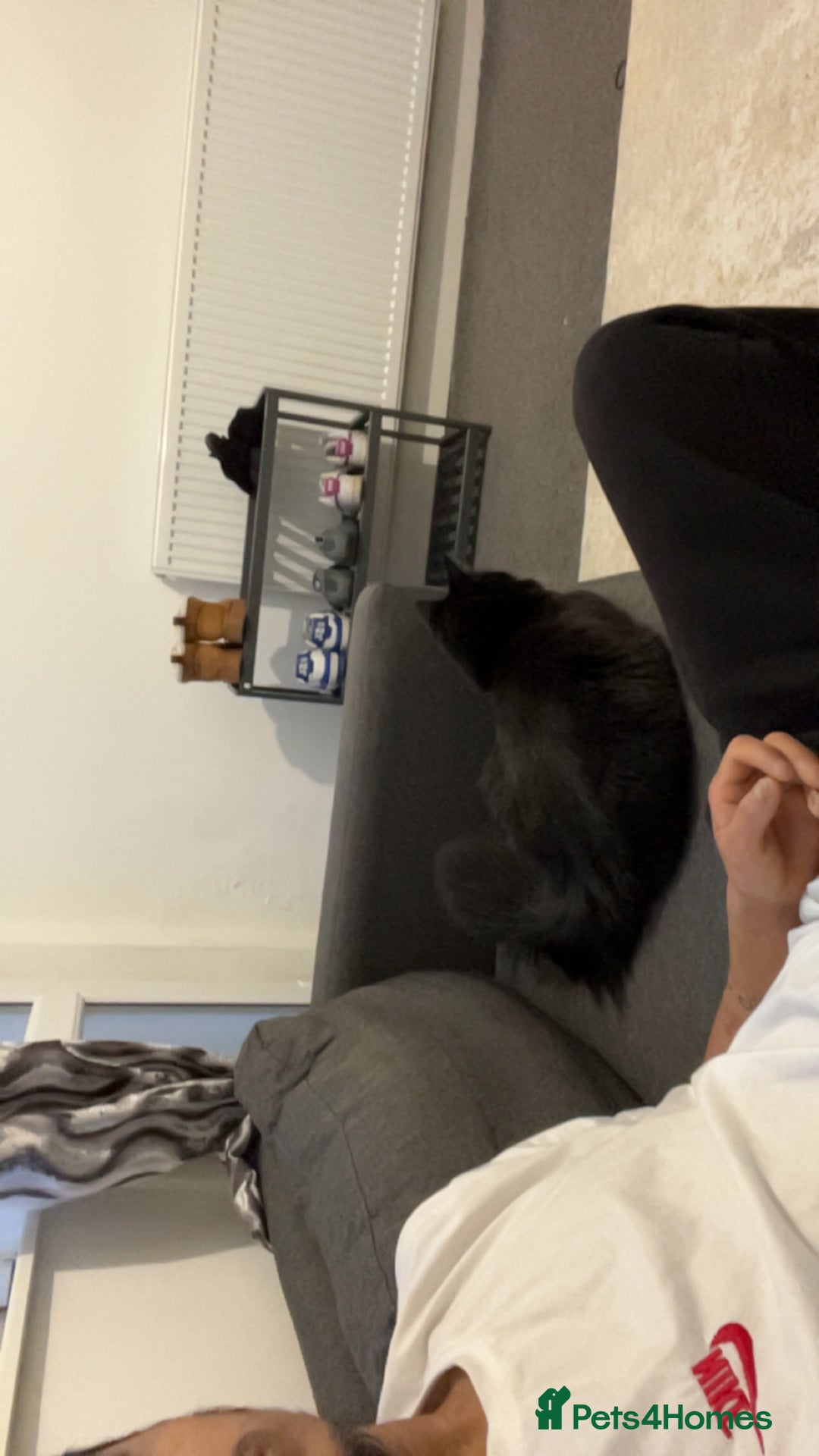 British Shorthair cats for sale: Ikraam - Advert 2