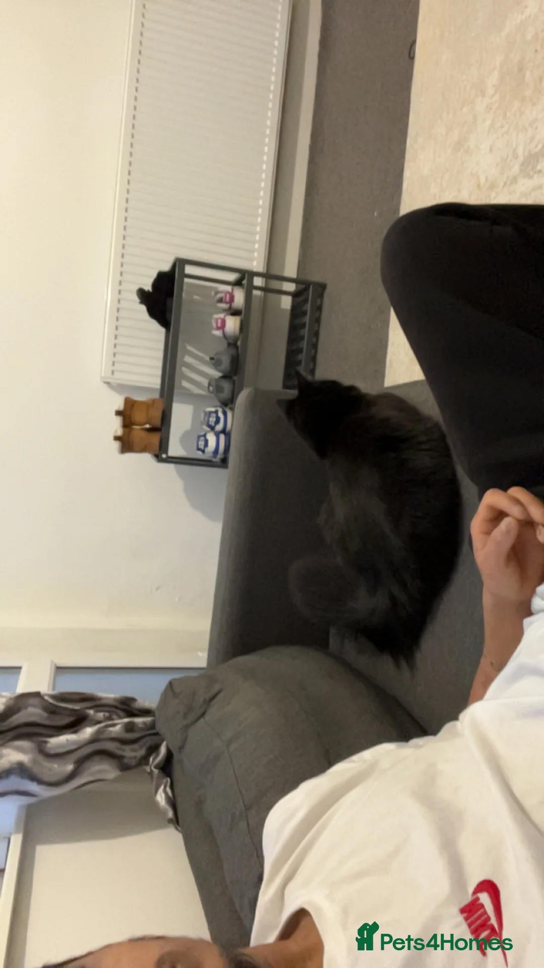 British Shorthair cats for sale: Ikraam - Advert 2