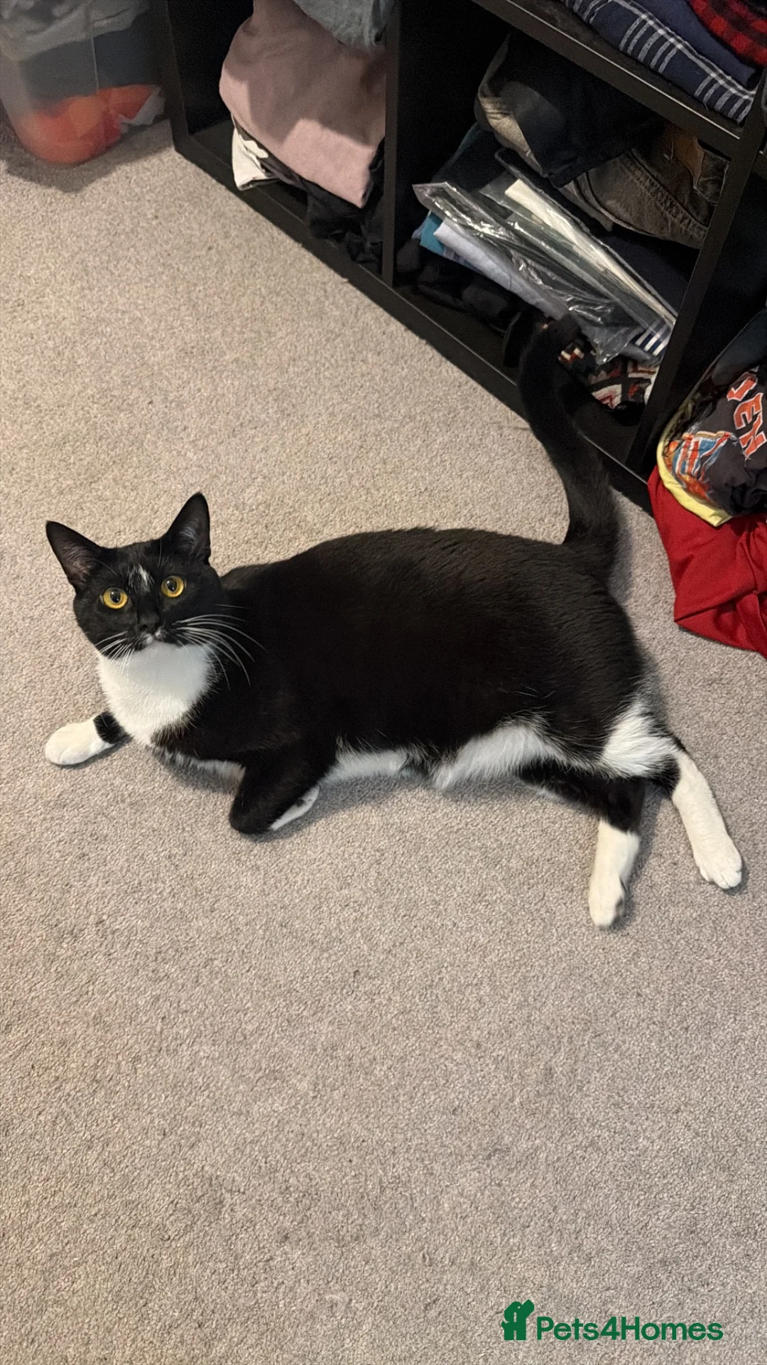 Mixed Breed cats for sale: Rehome my lovely Vader  - Advert 2