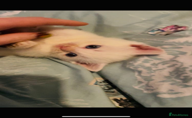 Domestic Shorthair cats Kittens ready to reserve  - Advert 9