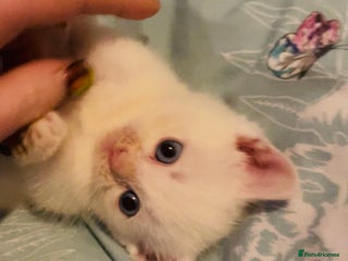 Domestic Shorthair cats Kittens ready to reserve - Advert 8