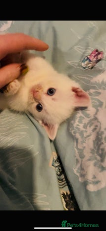 Domestic Shorthair cats Kittens ready to reserve - Advert 9