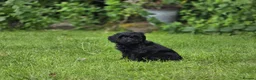Cockapoo dogs for sale: Cockapoo Pups - Fully Health Tested and vaccinated in Wigton - Advert 12