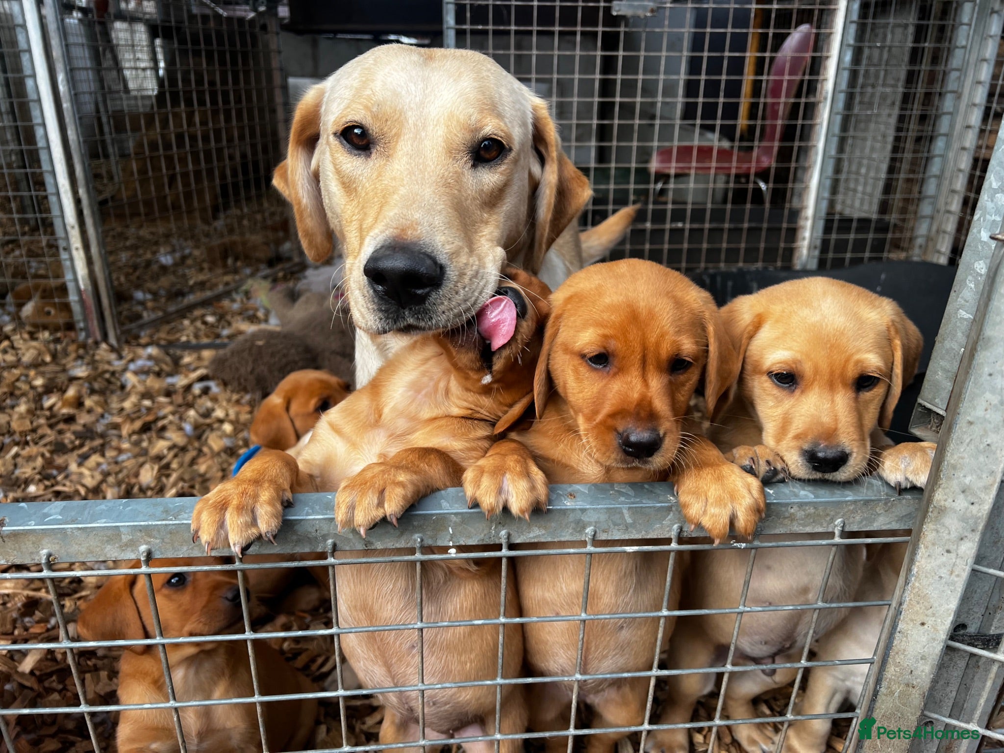 Labrador Retriever dogs KC Reg Labrador pups Working Traditional Chunky - Advert 2