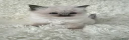 Ragdoll cats for sale: Ragdoll Kittens 😸 ♥️ - Advert 15