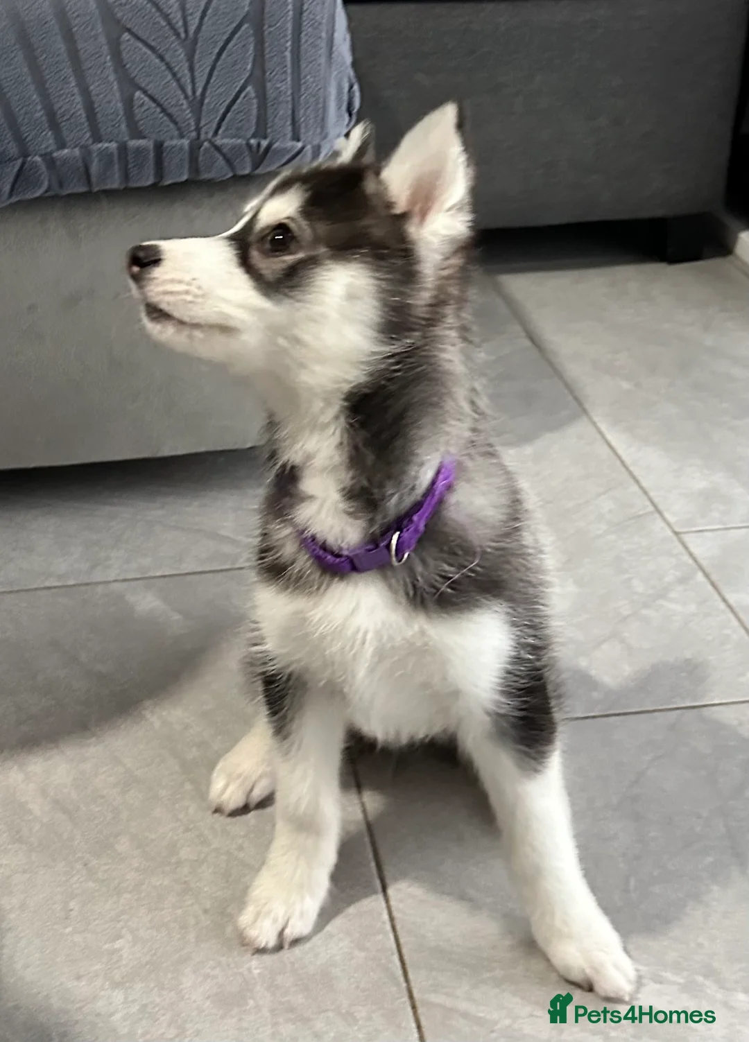 Pomsky dogs for sale: Just 2 left girls f4 pomsky  - Advert 7