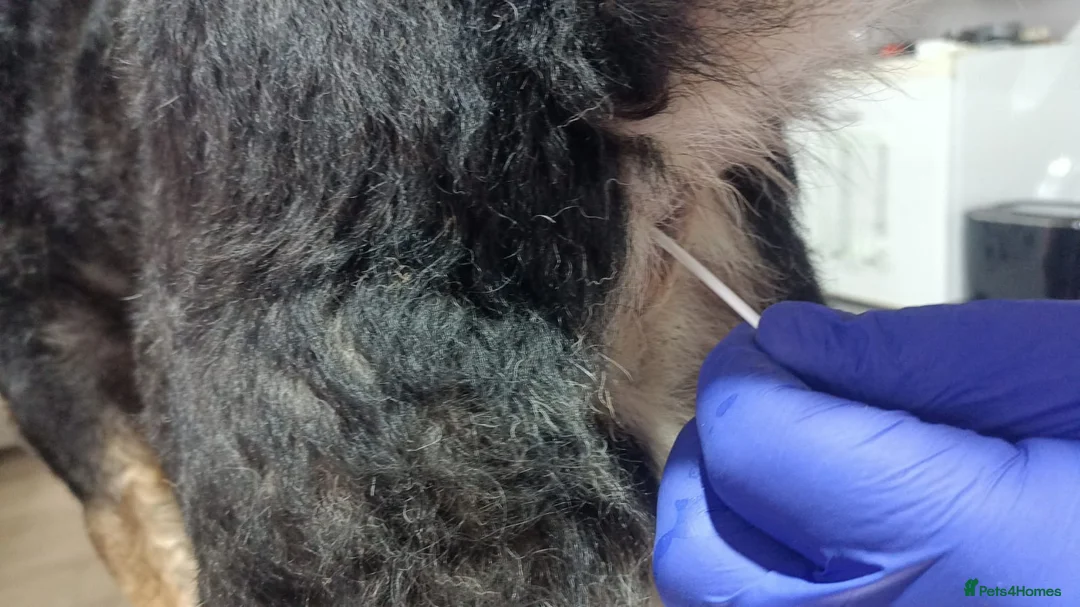 Mixed Breed dogs for adoption: 🐾 RUDY – Waiting for the Life He Deserves 🐾 in Nottingham - Advert 12