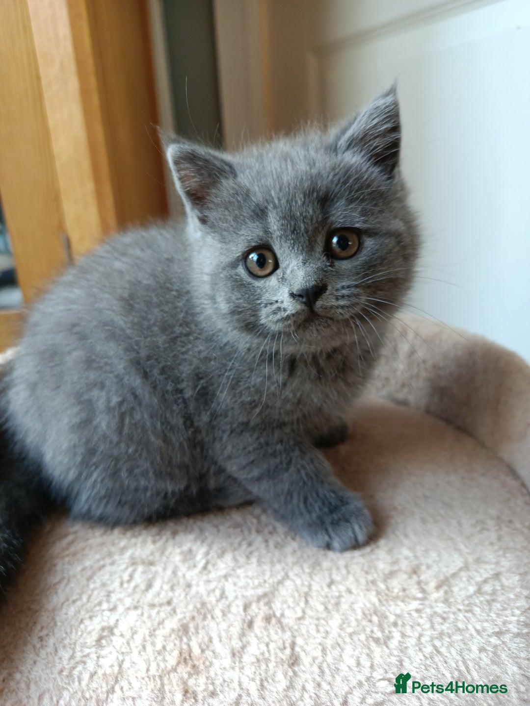 British Shorthair cats for sale: Blue British shorthairs kittens with GCCFpedigree - Advert 6
