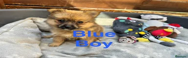 Pomeranian 1 * Blue Boy *