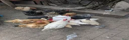 Chickens poultry for sale: Chicken and rooster ⭐ in Chigwell - Advert 8