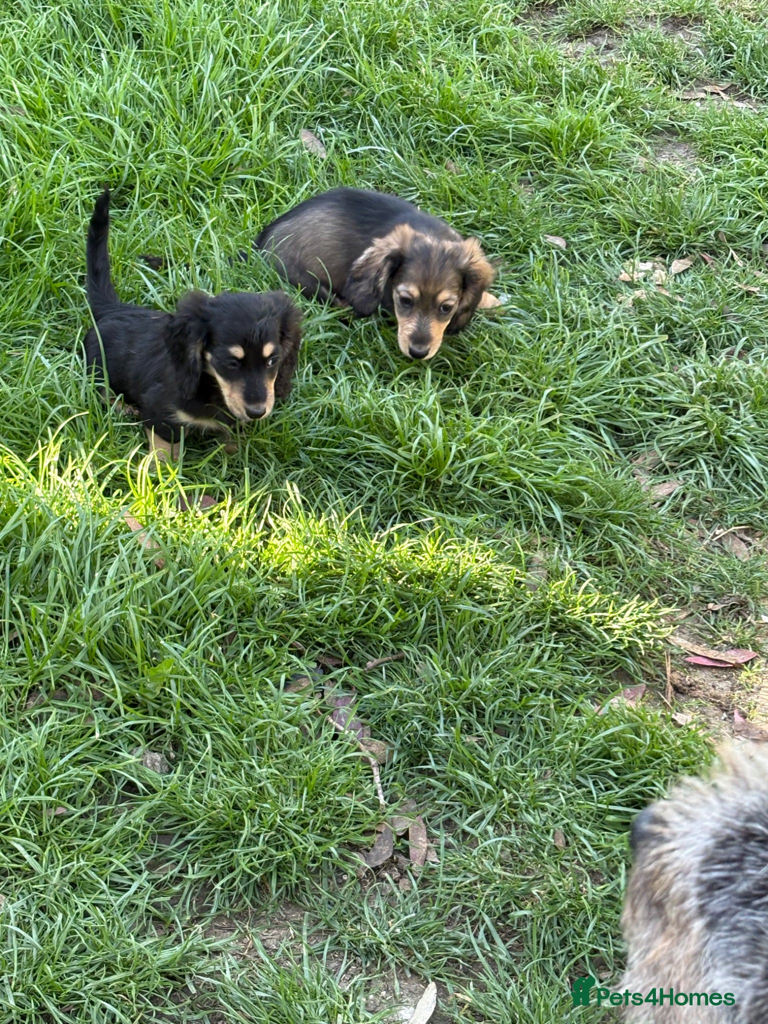 Miniature Dachshund dogs Miniature Longhaired Dachshunds  - Advert 2