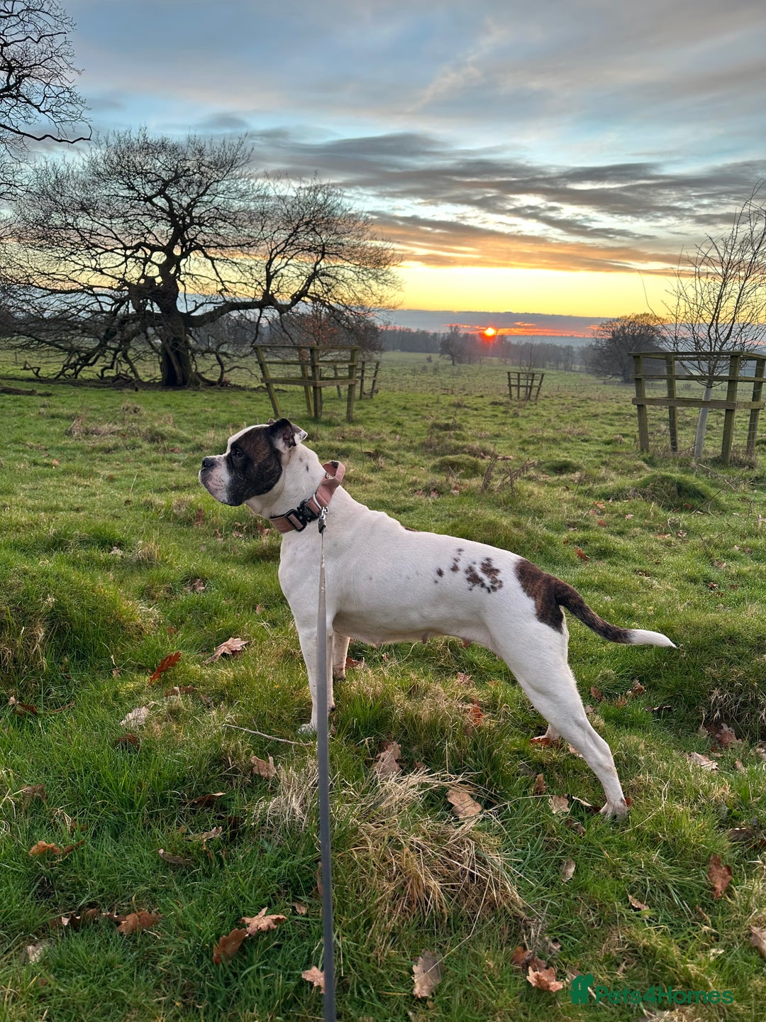 Old Tyme Bulldog dogs for sale: Old tyme Bulldog looking for a new home - Advert 1