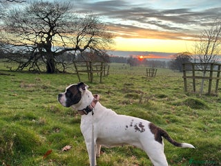 Old Tyme Bulldog dogs Old tyme Bulldog looking for a new home - Advert 1