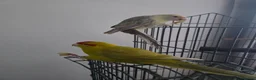 Parrots birds for sale: Male and female kakariki in Lowestoft - Advert 3
