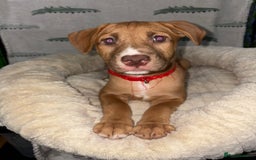 Mixed Breed dogs for sale: 6 Beautiful Fur Babies - Image 22