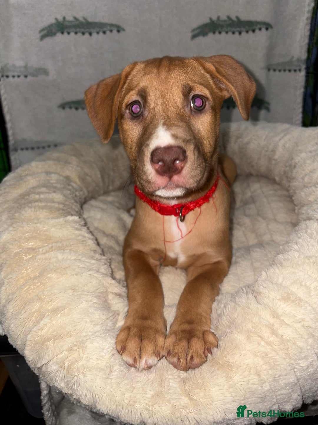 Mixed Breed dogs for sale: 6 Beautiful Fur Babies - Image 22