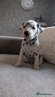 Dalmatian dogs KC registered Dalmatian puppies - Advert 5