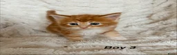 Maine Coon cats for sale: Maine coon kittens ready to reserve  - Advert 24