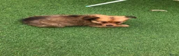 Pomchi dogs for sale: Pomchi puppies  - Advert 10