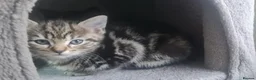 British Shorthair cats for sale: A beautiful litter of 5 kittens British Shorthair - Advert 17