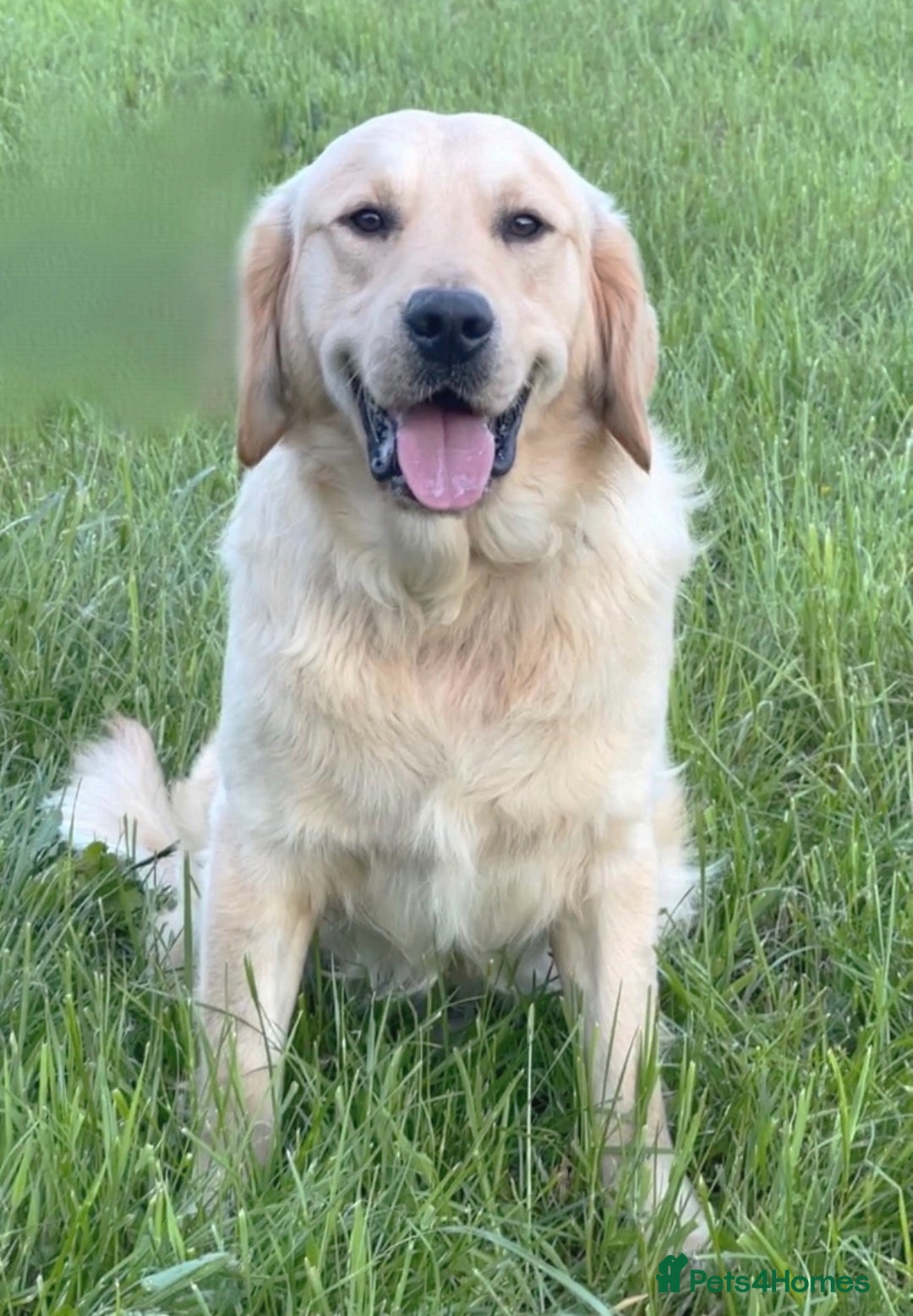 Golden Retriever dogs for sale: Beautiful golden retriever puppies for sale  - Image 21