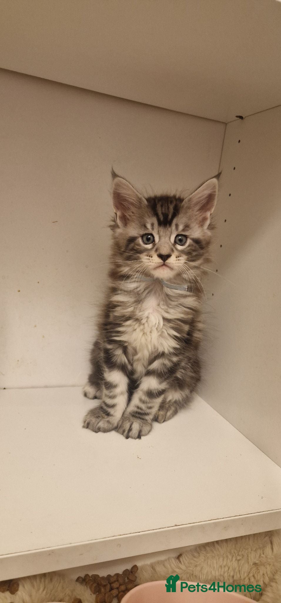 Maine Coon cats **PURE Maine Coon Kittens** 2 Boys / 4 Girls - Advert 2